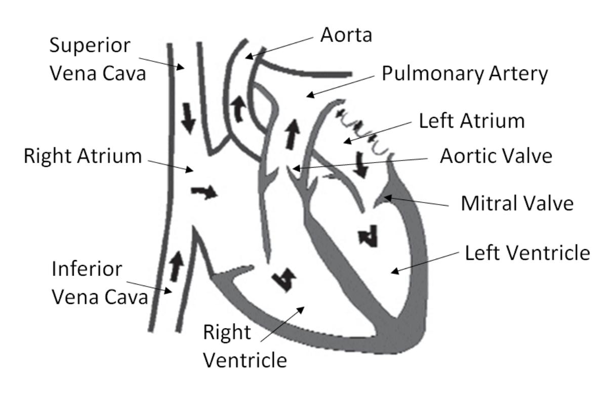 Cardiac surgery :: Royal Papworth Hospital